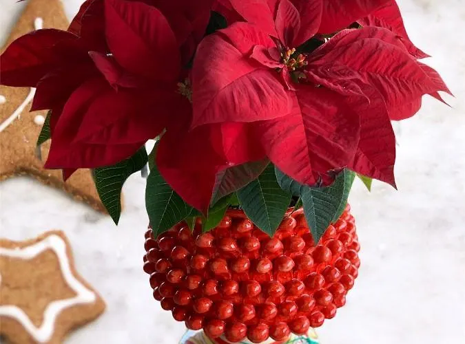 Bed & Breakfast Alludo